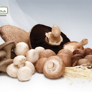 بسته بندی قارچ پرورشی