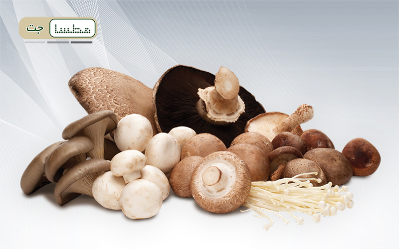 بسته بندی قارچ پرورشی